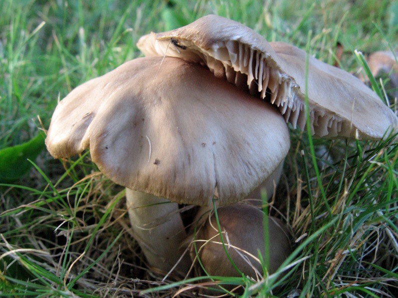 Dal giardino in settembre - Entoloma?